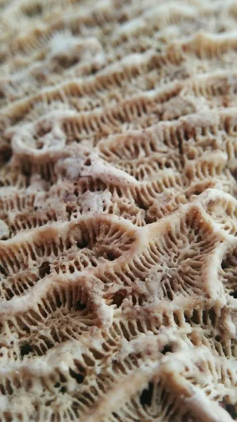 coral sea texture reaf corall ocean