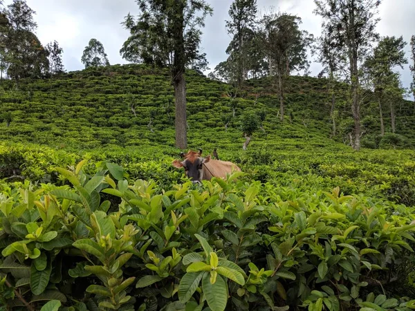Sri Lanka Τσάι Πεδίο Αγελάδα Πουλί Λόφο Λόφους Φύση Δέντρο — Φωτογραφία Αρχείου
