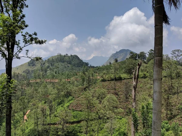 Τσάι Sri Lanka Λόφους Σύννεφα Ουρανό Πεδίο Δέντρο Λόφους Δάση — Φωτογραφία Αρχείου