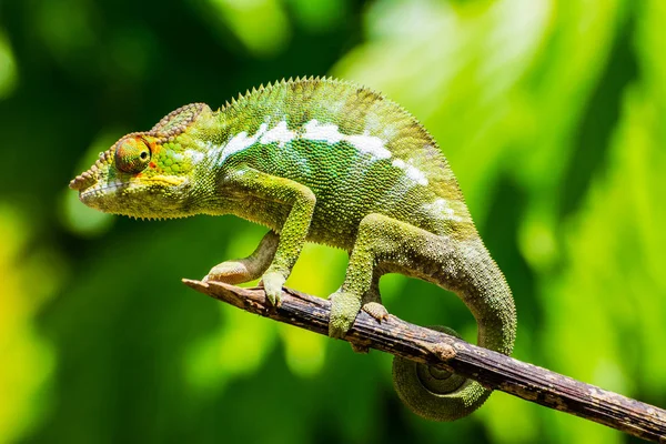 Kameleon Endemiczne Madagaskaru Pozuje Oddział Nosy — Zdjęcie stockowe