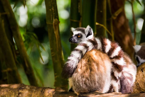 Lazy lemur — Stock Photo, Image