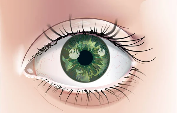 Bir Insan Gözü Yeşil Iris Ile Gerçekçi Bir Çizim Yakın — Stok Vektör