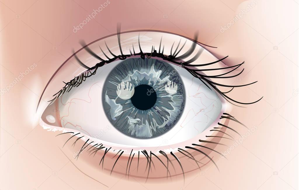 A realistic drawing of a human eye with a grey iris. Close-up. This is a scalable and editable vector drawing.