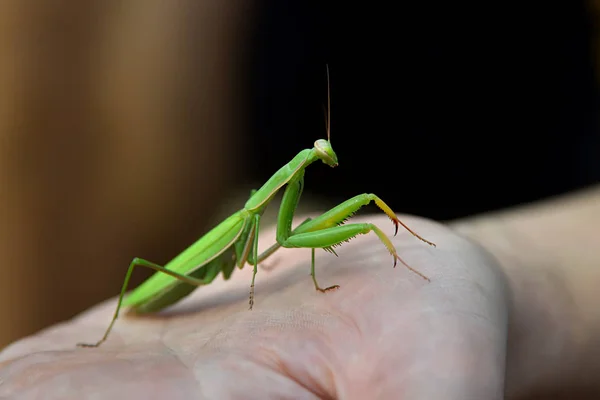 Louva Deus Mantis Religiosa — Fotografia de Stock