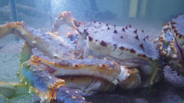 Kamchatka fishing crab, close-up. — Stock Footage Kamchatka fishing crab, close-up. Stock Footage