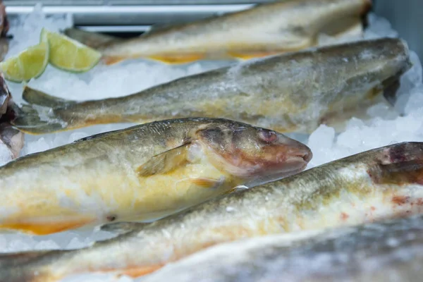 River whole frozen fish lies in the freezer of a shop window