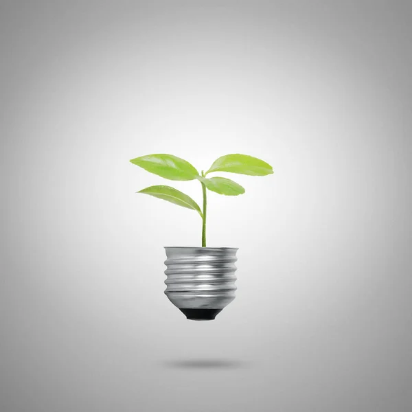 Zöld Energia Jelek Ökológia Izzó — Stock Fotó