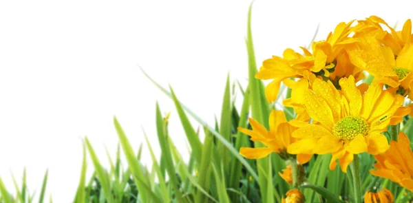 Bellissimi fiori che sbocciano in giardino.outdoor close-up macro — Foto Stock