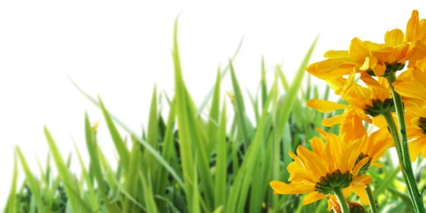 Bellissimi fiori che sbocciano in giardino.outdoor close-up macro — Foto Stock