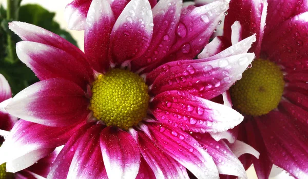 Beautiful  flowers blooming in garden.outdoors close-up macro — 图库照片