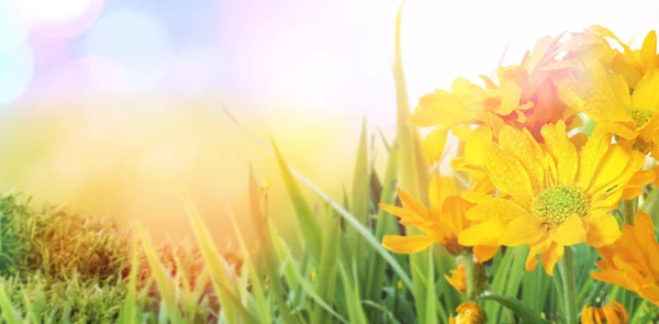 Beautiful  flowers blooming in garden.outdoors close-up macro — Stock Photo, Image