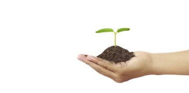 Tomurcuklanan fidanların arasında tomurcuklanan ağaçların arasında Dünya Günü.