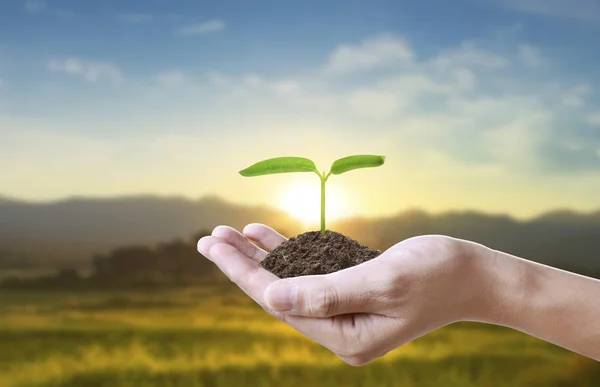 Human Hands Holding Sprout Young Plant Environment Earth Day Hands — Stock Photo, Image