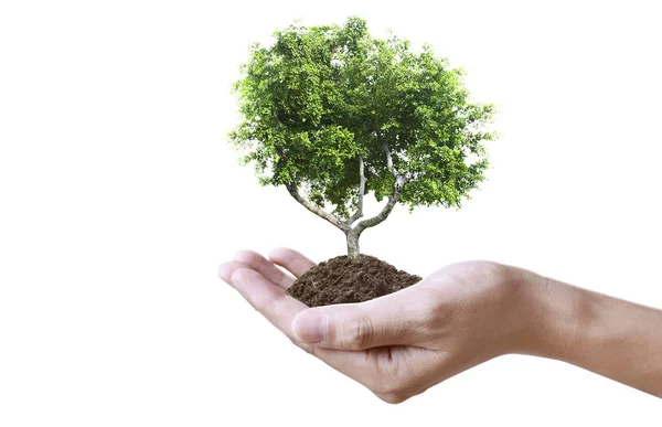 人間の手は若い植物を発芽させます 環境地球の日苗を育てる木の手に — ストック写真