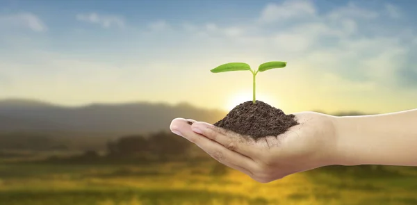 Las Manos Humanas Sosteniendo Brotar Planta Jóven Ambiente Día Tierra —  Fotos de Stock