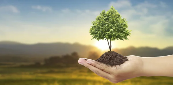 Menselijke Handen Houden Spruit Jonge Plant Environment Earth Day Handen — Stockfoto