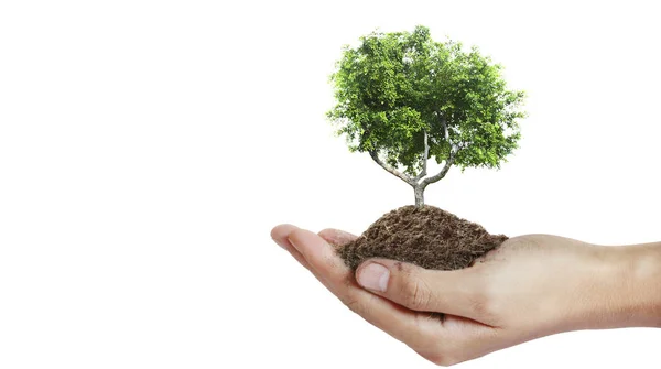 Menselijke Handen Houden Spruit Jonge Plant Environment Earth Day Handen — Stockfoto