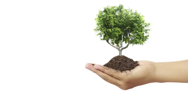 人間の手は若い植物を発芽させます 環境地球の日苗を育てる木の手に — ストック写真