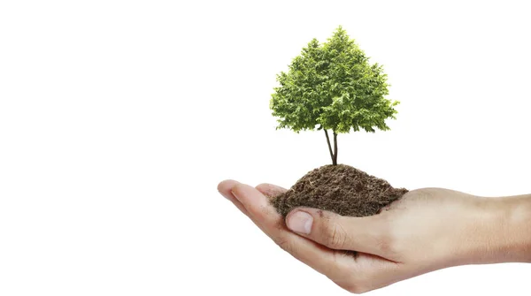 Mãos Humanas Segurando Broto Plantação Jovem Ambiente Dia Terra Nas — Fotografia de Stock