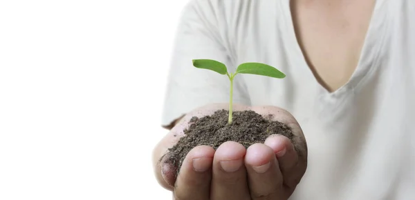 Human Hands Holding Sprout Young Plant Environment Earth Day Hands — Stock Photo, Image