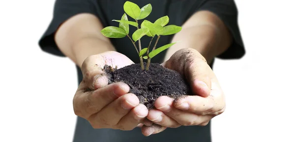 Ludzkie Ręce Trzymające Kiełki Młodych Roślin Środowisko Dzień Ziemi Rękach — Zdjęcie stockowe