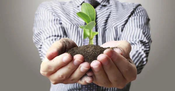 Human Hands Holding Sprout Young Plant Environment Earth Day Hands — Stock Photo, Image