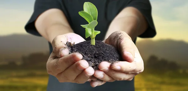 Les Mains Humaines Tenant Germer Jeune Plant Environment Jour Terre — Photo