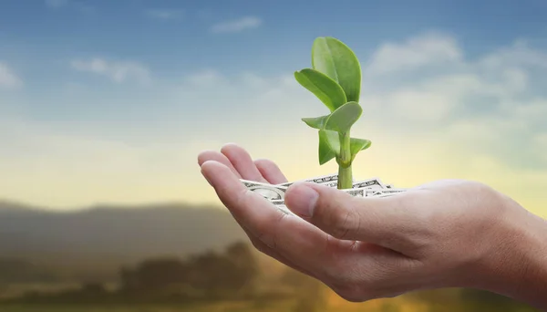 Las Manos Humanas Sosteniendo Brotar Planta Jóven Ambiente Día Tierra —  Fotos de Stock