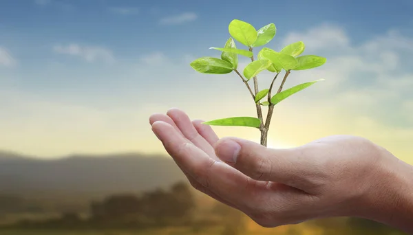 Mänskliga Händer Som Håller Groddar Ung Planta Miljö Earth Day — Stockfoto