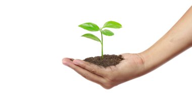 Tomurcuklanan fidanların arasında tomurcuklanan ağaçların arasında Dünya Günü.