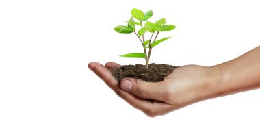 Tomurcuklanan fidanların arasında tomurcuklanan ağaçların arasında Dünya Günü.