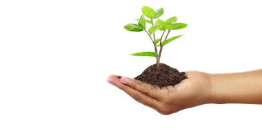 Tomurcuklanan fidanların arasında tomurcuklanan ağaçların arasında Dünya Günü.