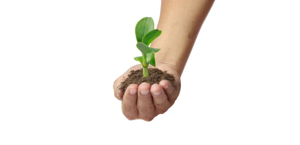 Human Hands Holding Sprout Young Plant Environment Earth Day Hands — Stock Photo, Image