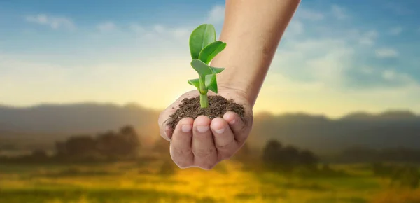 Emberi Kéz Tartja Hajtás Fiatal Növény Környezet Föld Napja Kezében — Stock Fotó