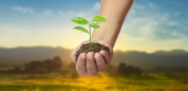 Las Manos Humanas Sosteniendo Brotar Planta Jóven Ambiente Día Tierra —  Fotos de Stock