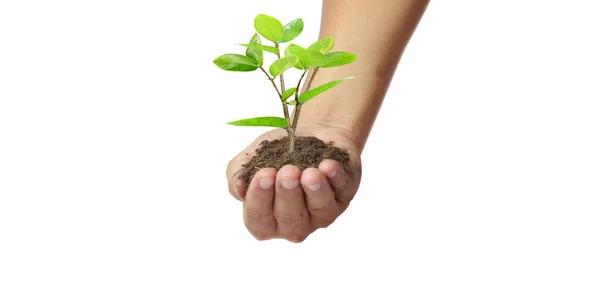 Mãos Humanas Segurando Broto Plantação Jovem Ambiente Dia Terra Nas — Fotografia de Stock