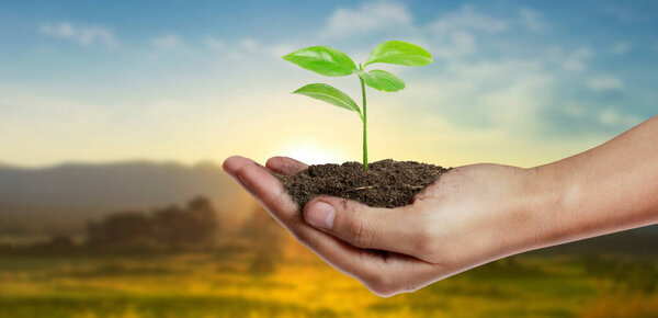 День Земли в руках деревьев, выращивающих саженцы, в руках у человека, держащего молодую плантацию.