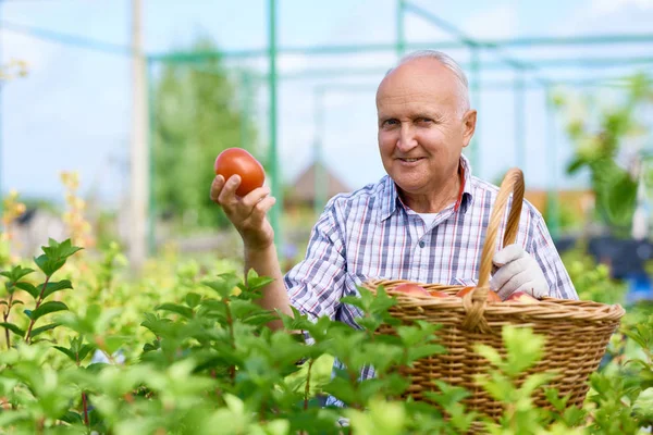 Retrato Homem Velho Sorridente Apresentando Tomates Orgulhosamente Olhando Para Câmera — Fotografia de Stock