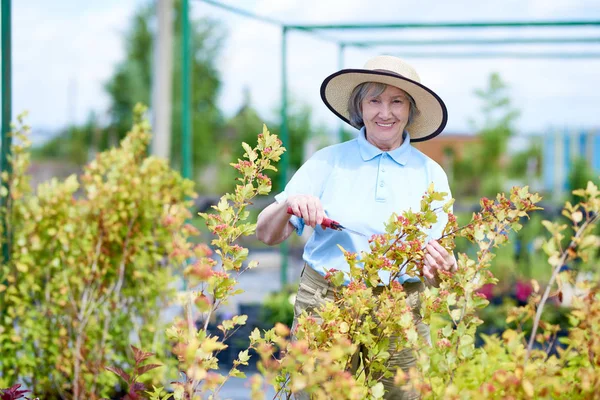 Portret Szczęśliwy Senior Kobiety Praca Szklarni Cięcia Berry Bush Patrząc — Zdjęcie stockowe