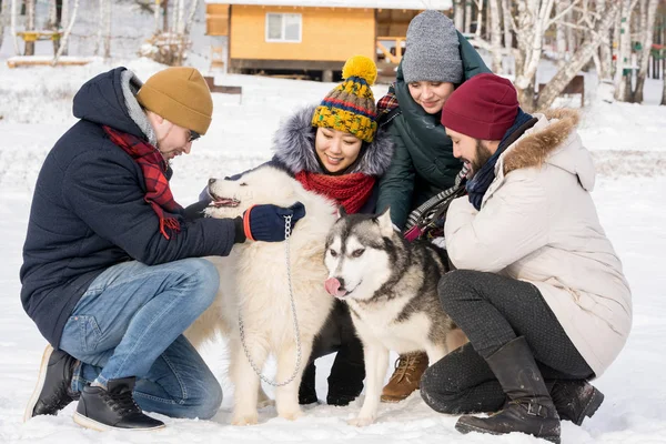 Full Längd Porträtt Gruppen Unga Klappa Husky Hundar Sitter Solig — Stockfoto