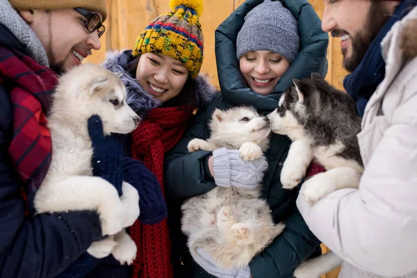 Grupp Unga Människor Som Leker Med Bedårande Husky Valpar Ler — Stockfoto