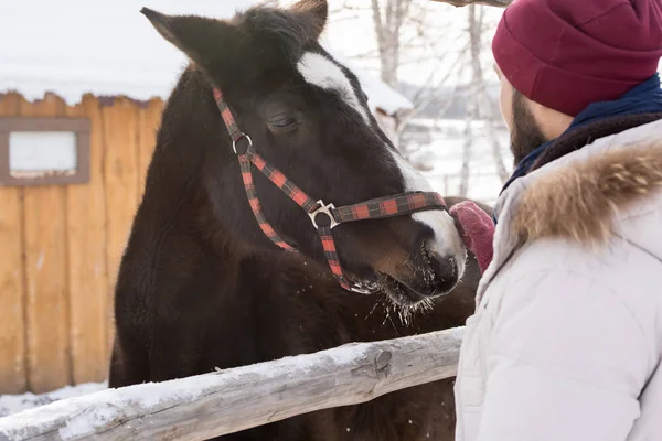 Vue Arrière Portrait Jeune Homme Barbu Caressant Cheval Debout Près — Photo