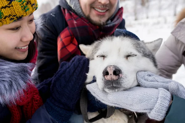 Porträtt Unga Människor Petting Underbara Husky Hunden Utomhus Vintern Fokusera — Stockfoto