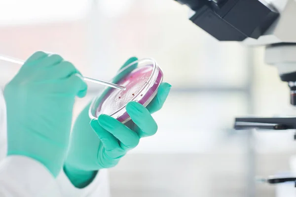 Zbliżenie Nierozpoznawalnej Kobiety Naukowca Trzymającej Szalkę Petriego Próbką Testową Podczas — Zdjęcie stockowe