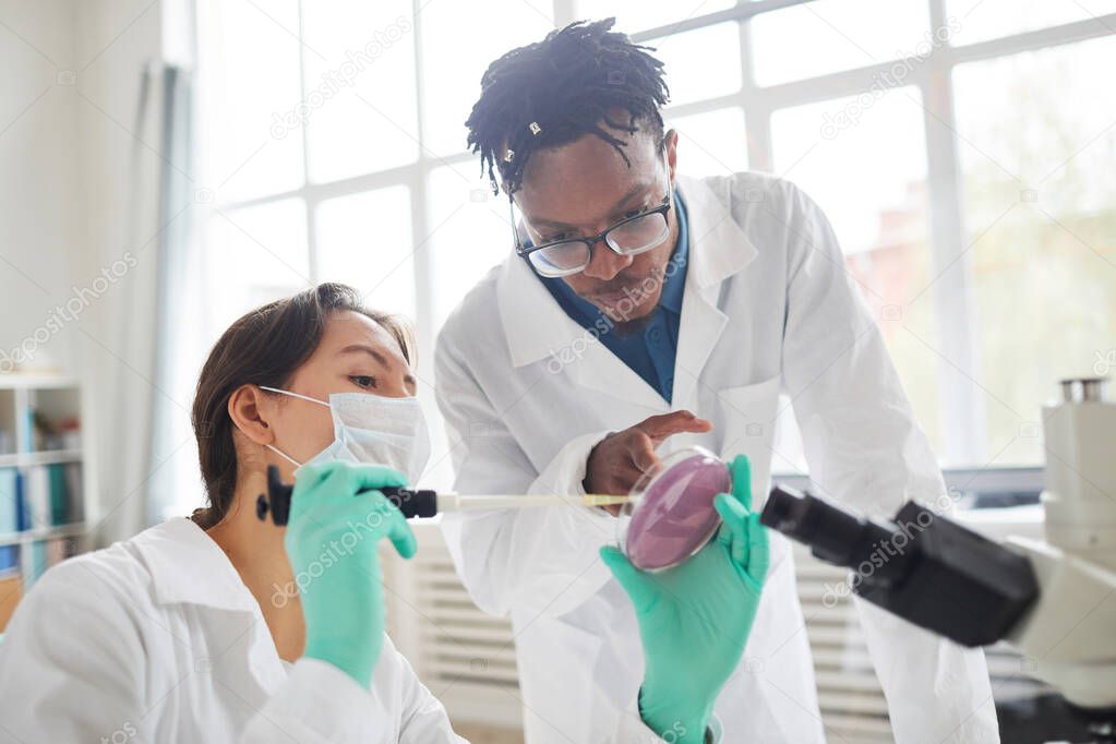 Portrait of two young scientist working in medical laboratory inspecting bacteria in petri dish, copy space