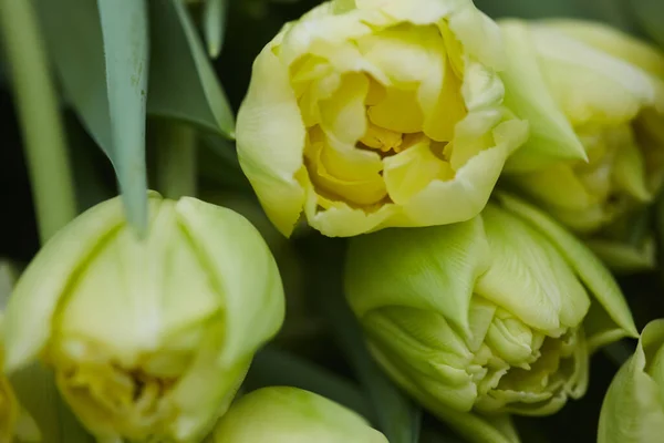 Tło Przetargowych Żółtych Pąków Tulipanowych Świeżo Wyciętych Plantacji Przestrzeń Kopiowania — Zdjęcie stockowe