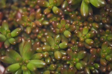 Gradyan yeşil yapraklı küçük sulu bitkinin üst görünümü, boşluğu kopyala