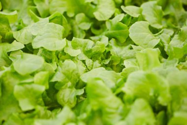 Sebze bahçesindeki taze yeşil yaprakların arkaplan resmi, kopyalama alanı