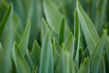 Bahçedeki ya da fidanlıktaki uzun yeşil yaprakların arkaplan resmi, bahar ve büyüme kavramı, kopyalama alanı