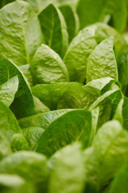 Sebze bahçesindeki ya da çiftlikteki taze yeşil yaprakların arka planını kapat, kopyala